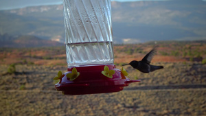 小蜂鸟用鲜花饮用人工饮水碗中的水11秒视频