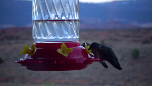 小蜂鸟用鲜花来饮用人工饮水碗中的甜蜜蜜视频