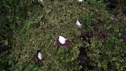树上成群的白鹭航拍视频