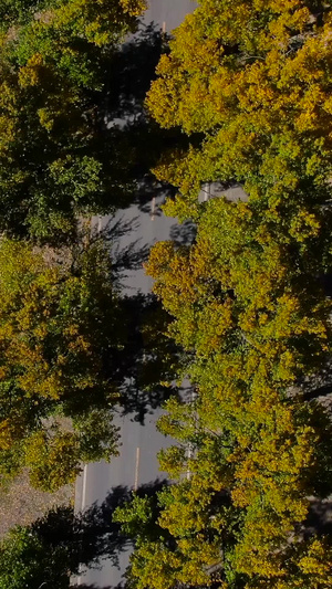 俯拍秋季金色白杨树公路航拍视频甘孜藏族自治州61秒视频