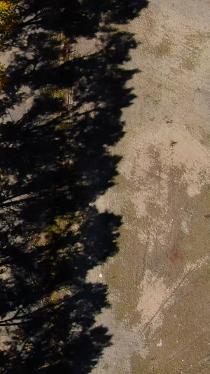 俯拍秋季金色白杨树公路航拍视频新都桥61秒视频