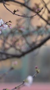 春天樱花季武汉校园盛开的樱花夜景素材视频