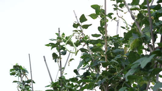 豆角种植实拍视频