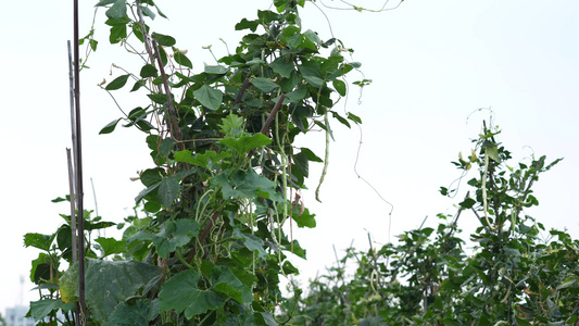 豆角种植实拍视频