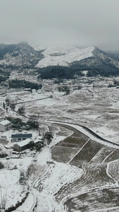 冬天农田雪景竖屏航拍视频