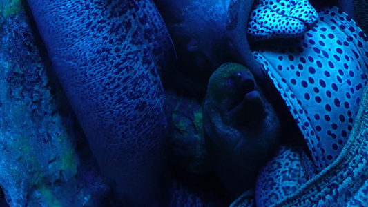 恐怖深海海鳗危险神秘视频