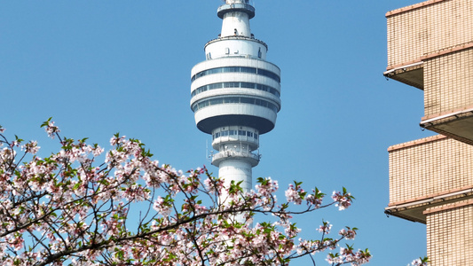 航拍武汉城市春天樱花季街景樱花与地标建筑电视塔视频