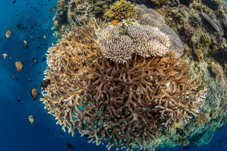 海底缤纷珊瑚礁 视频