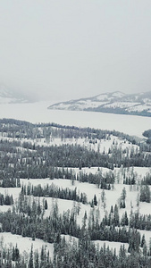 航拍新疆冬季阿尔泰山喀纳斯雪景森林山野旅游风光航拍森林视频