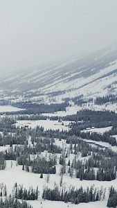 航拍新疆冬季阿尔泰山喀纳斯雪景森林山野旅游风光航拍森林视频