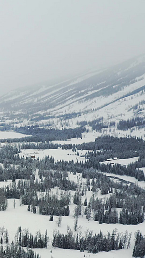 航拍新疆冬季阿尔泰山喀纳斯雪景森林山野旅游风光航拍森林43秒视频