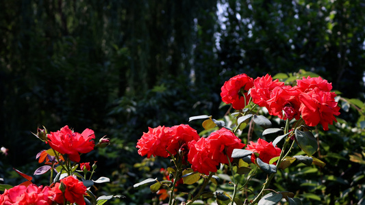 夏季盛开的月季花月月红长春花视频