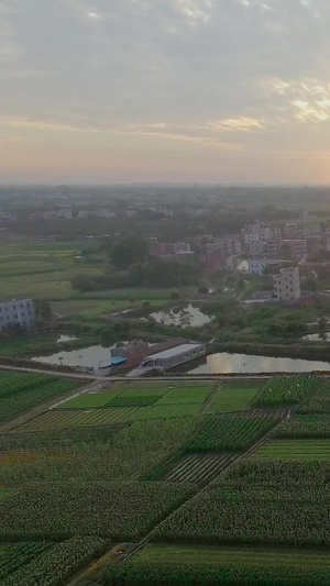 夕阳下的农村 大片种植用地航拍公园美景43秒视频