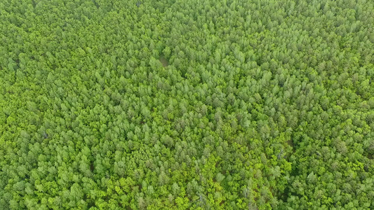 林区草地视频