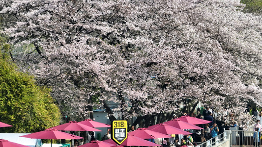 航拍武汉春天樱花季樱花树赏樱的人流4k素材视频