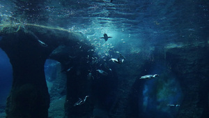 企鹅在水下吃鱼18秒视频