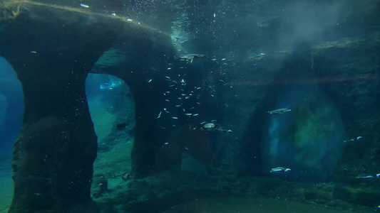 企鹅快速游泳 吃鱼,野生生物视频