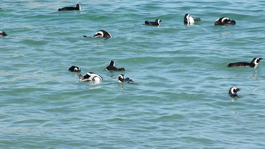 非洲的企鹅游泳视频
