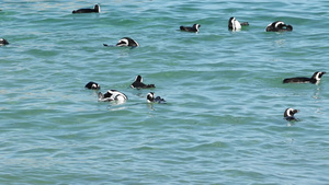 企鹅游泳21秒视频
