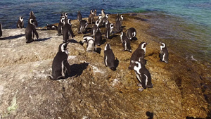 沿海岩石上的非洲企鹅15秒视频