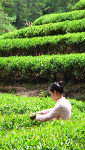 茶山采茶实拍合集采茶女视频