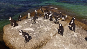 沿海岩石上的非洲企鹅19秒视频