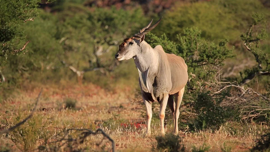 自然栖息地的羚羊视频