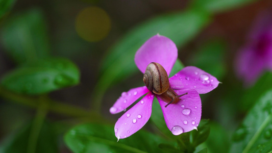 雨天蜗牛花瓣水滴视频