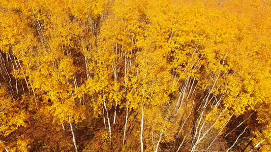 秋天的树林视频