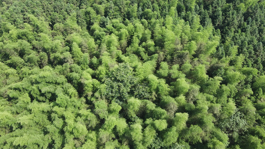 航拍大自然绿色植物森林[几盆]视频