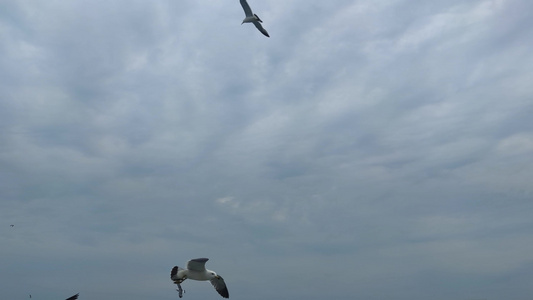 海鸥飞翔实拍 视频