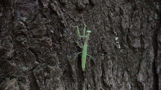 蚂蚁沿着树干爬行视频