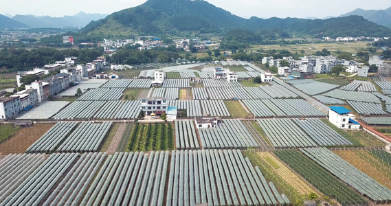 桂林葡萄田地视频