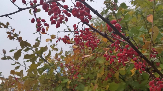 自然景观图景一连串成熟的草莓视频