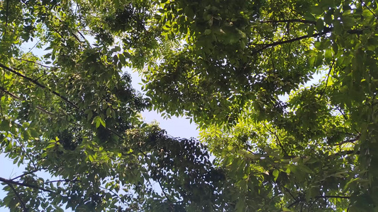 蓝天下风吹树叶植物实拍 视频