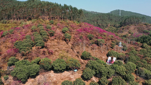 4K花都樱花50秒视频