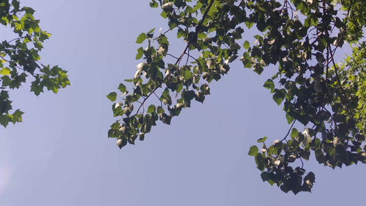 蓝天下风吹树叶植物实拍 视频