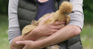 养鸡人抱着鸡13秒视频
