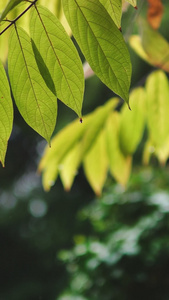 下雨天雨水打在叶子细节特写二十四节气视频