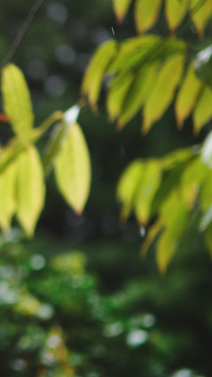 下雨天雨水打在叶子细节特写二十四节气28秒视频