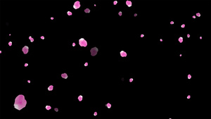 粒子枫叶飘落动画元素带透明度通道6030秒视频