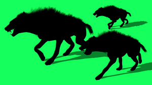 3d 土狼动物群的动画轮廓,绿屏散步14秒视频