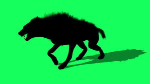 3d 土狼在绿屏上行走的动画轮廓16秒视频