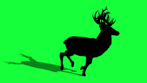 绿色屏幕上的鹿的3D动画轮廓19秒视频
