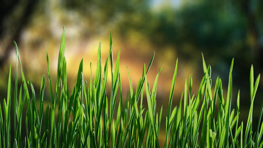 种子发芽植物生长延时视频