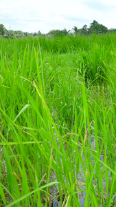 水稻田地农业种植实拍合集视频