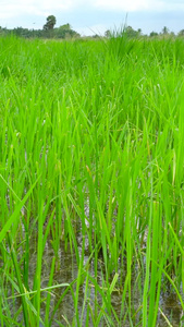 水稻田地农业种植实拍合集视频
