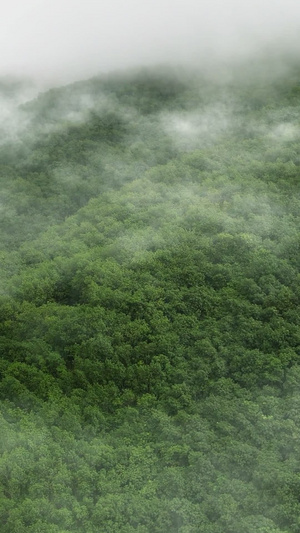 热带雨林云雾缭绕雾气袅袅8秒视频