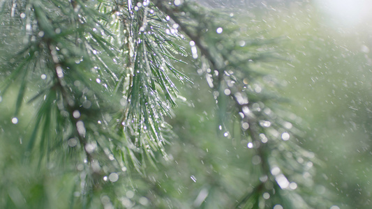 雨中枝叶 随风飘起 雨水滴落视频