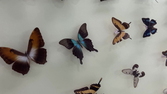 昆虫标本甲壳虫蝴蝶视频